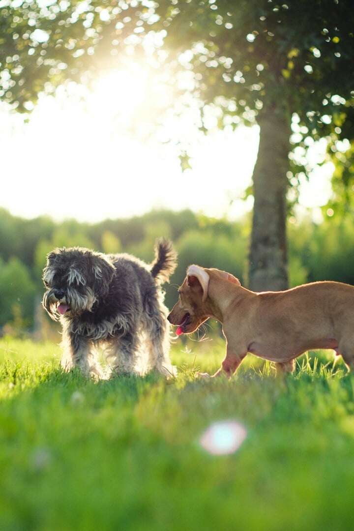 Two dogs playing in the grass